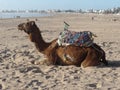 Camel sitting in the sand on the coast of Essaouira, Morocco