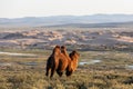 A brown camel stands in the evening light on an overgrown hill on the edge of the Gobi Desert, gazing at a huge sand Royalty Free Stock Photo