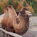 Brown camel