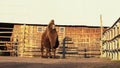 brown camel walks in a dry area