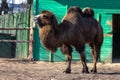 Brown camel in zoo