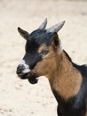 Brown cameroon dwarf goat head