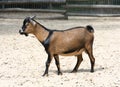 Brown cameroon dwarf goat standing on the sand