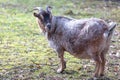 Brown cameroon dwarf goat standing on the sand. Side view Royalty Free Stock Photo