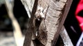 Brown Camouflage Moth Close-up Shoot.