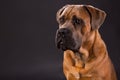 Brown cane corso, studio portrait.