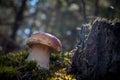 Brown cap big cep mushroom grow in nature Royalty Free Stock Photo