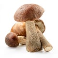 Brown cap boletus . Birch forest mushroom.