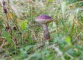 Brown cap boletus growing in the grass on the edge of the forest Royalty Free Stock Photo