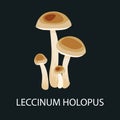 Brown cap boletus leccinum holopus, mushroom in a forest. Wild Foraged , Vector edible natural mushrooms in