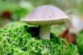 Brown cap boletus mushroom. Green leaf texture. Nature floral background. Organic botanical beauty macro closeup Royalty Free Stock Photo