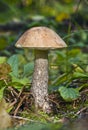 Brown cap boletus Royalty Free Stock Photo