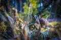 Brown cap mushroom in autumn moss