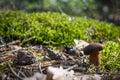 Brown cap mushroom grows in moss wood