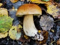 Brown cap mushroom on moss close up. Boletus edulis in the forest. Close up view. Hazy background.Cep Mushroo. Growing in Autumn F Royalty Free Stock Photo