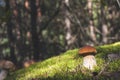 Brown cap porcini mushroom in forest Royalty Free Stock Photo