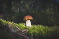 Brown cap porcini mushroom grow in forest Royalty Free Stock Photo