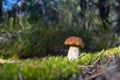 Brown cap porcini mushroom grow in moss Royalty Free Stock Photo