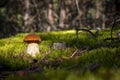 Brown cap porcini mushroom grow in nature Royalty Free Stock Photo