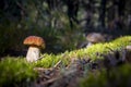 Brown cap porcini mushroom grow in wood Royalty Free Stock Photo