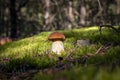 Brown cap porcini mushroom in moss Royalty Free Stock Photo