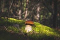 Brown cap porcini mushroom in wood Royalty Free Stock Photo