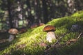 Brown cap porcini mushrooms in forest Royalty Free Stock Photo