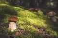 Brown cap porcini mushrooms in moss Royalty Free Stock Photo