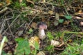 Edible mushrooms. Brown cap (rough) boletus in the forest. Porcini mushrooms.