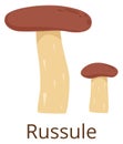 Brown cap russule. Mushroom icon. Forest fungus