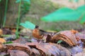 Brown-capped Babbler