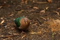 Brown-capped Emerald-Dove looking for food