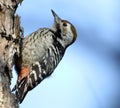 Brown-capped pygmy woodpecker Royalty Free Stock Photo