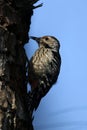 Brown-capped pygmy woodpecker Royalty Free Stock Photo