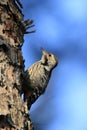 Brown-capped pygmy woodpecker Royalty Free Stock Photo