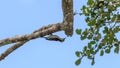 Brown-capped pygmy woodpecker hanging upside down pecking under the tree branch