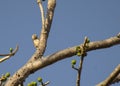 Brown-capped pygmy woodpecker or Indian pygmy woodpecker Yungipicus nanus Royalty Free Stock Photo