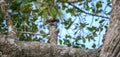 Brown capped pygmy woodpecker pecking at a tree branch Royalty Free Stock Photo