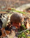 Brown capped red footed mushroom in a birch forest