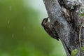 Brown-capped Woodpecker bird on a tree