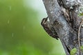 Brown-capped Woodpecker bird on a tree Royalty Free Stock Photo