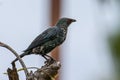 Brown-capped Woodpecker bird on a tree Royalty Free Stock Photo