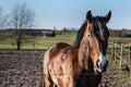 Brown captive horse in a farm field with a dark brown mane shining on a sunny day. Tranquil and beautiful brown stallion horse Royalty Free Stock Photo