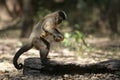 Brown capuchin or black-striped capuchin or bearded capuchin, Cebus libidinosus