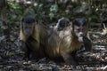 Brown Capuchin family on the ground Royalty Free Stock Photo