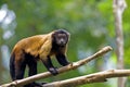 Brown Capuchin Monkey Royalty Free Stock Photo