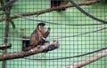 Brown capuchin monkey in case giving hi-five. Sapajus nigritus posing behind the bars