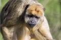 Brown capuchin monkey (Cebus apella) Royalty Free Stock Photo