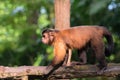 Brown capuchin Royalty Free Stock Photo