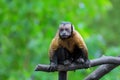 Brown Capuchin monkey Royalty Free Stock Photo